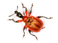 Apoderus coryli